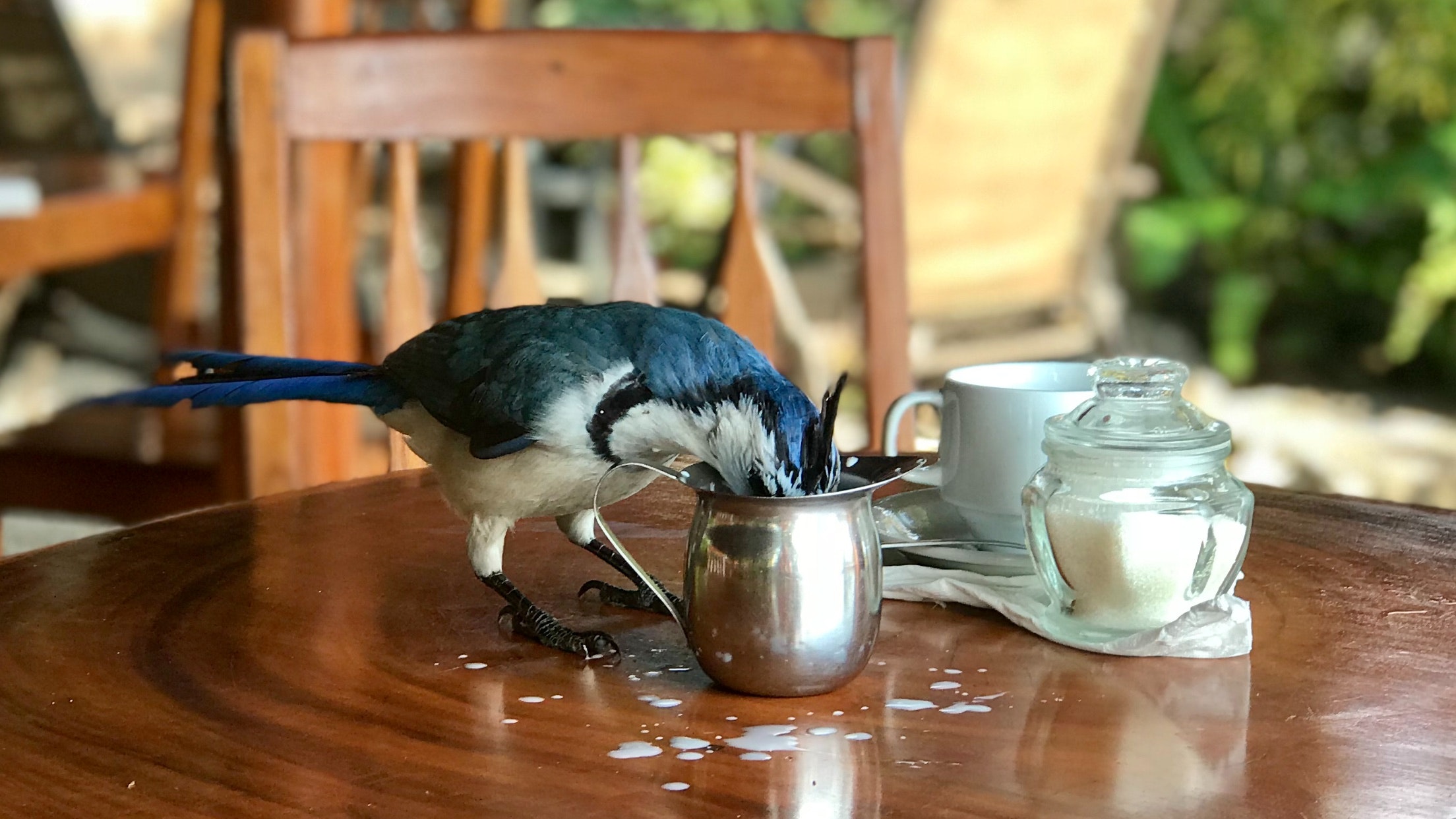 beverage-bird-breakfast-1058939